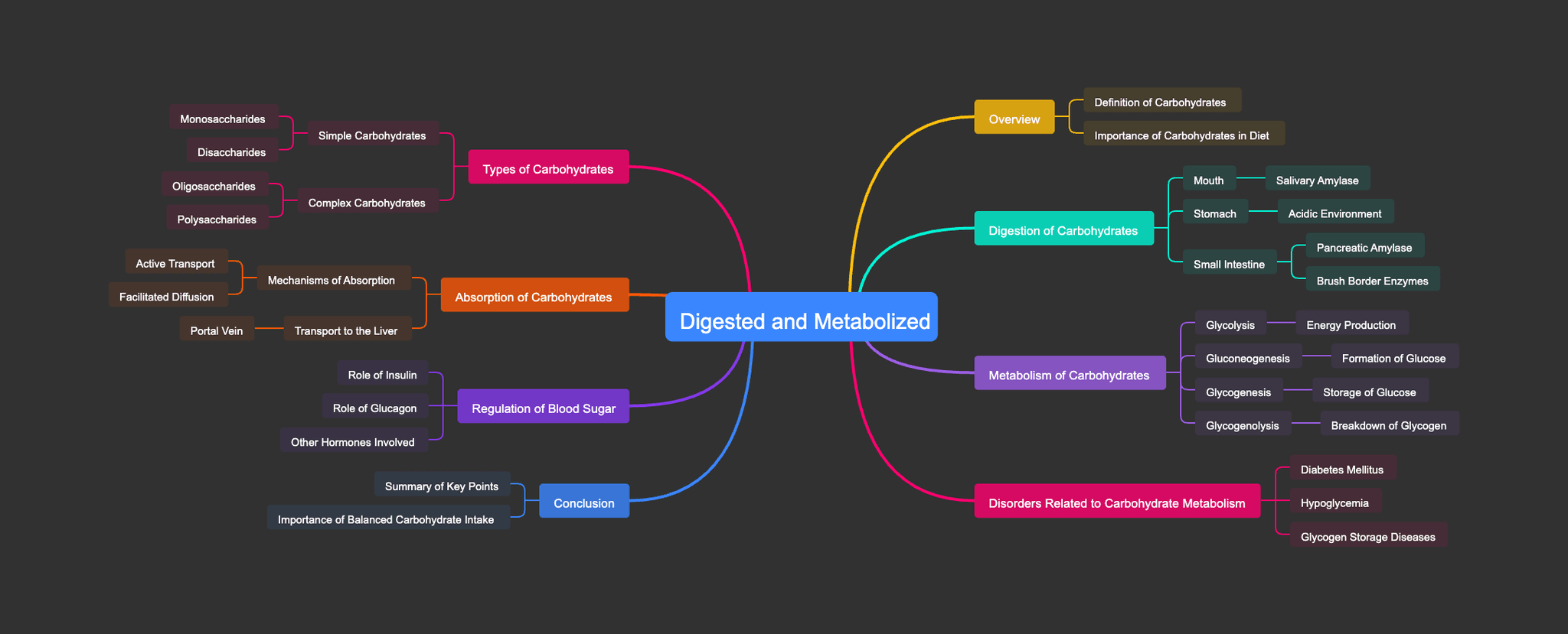 How Carbohydrates are Digested and Metabolized